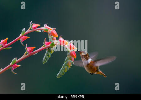 Volcano hummingbird, in Sevegre area of Costa Rica Stock Photo