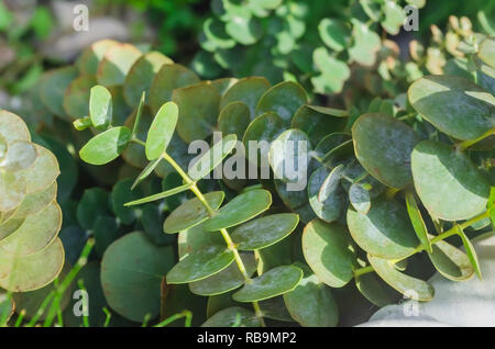 The use of Eucalyptus in floral arrangements as ornamental green is very popular due to its low cost, great resistance and ornamental value. Stock Photo