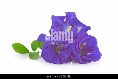 Clitoria ternatea or Aparajita flower isolated on white background Stock Photo