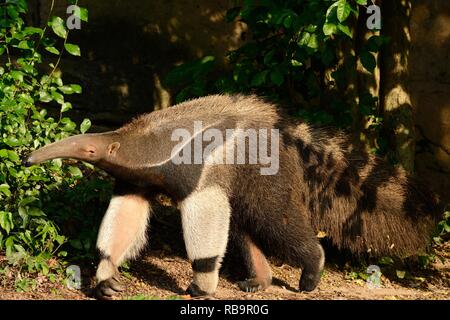 beautiful picture of giant anteater (Myrmecophaga tridactyla) in nature Stock Photo