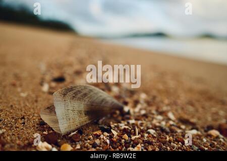 Close up of a shell on an isolated beach, Smalleys Beach Camp Ground, Cape Hillsborough National Park, Qld, Australia