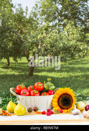 Various ripe seasonal vegetables in composition on white table cloth covered table outdoors in home garden. Metal basket filled with tomatoes, blurred Stock Photo