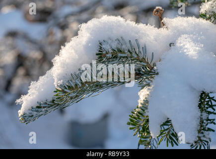 Korean fir is under a huge snow caps. Stock Photo
