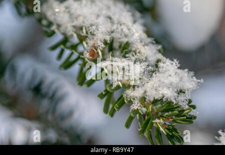 Korean fir is under a huge snow caps. Stock Photo