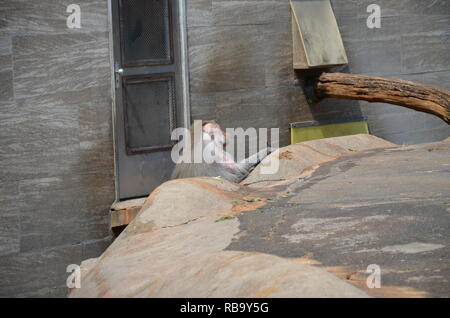 Wild Hamadryas baboon, zoo of Frankfurt (Germany) Stock Photo