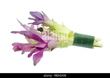 Purple siam tulip flowers isolated on white background Stock Photo