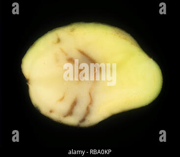 Spraing symptom of potato mop top virus (PMTV) in potato tuber section Stock Photo