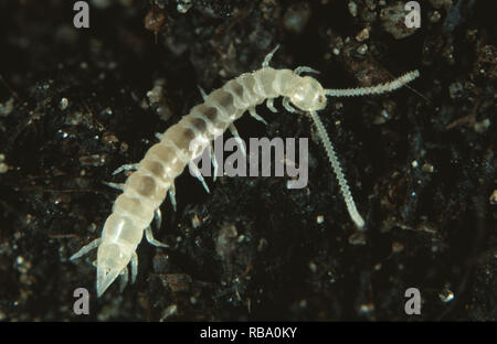 Symphylid or symphylan, Scutigerella immaculata, a soil pest of ...