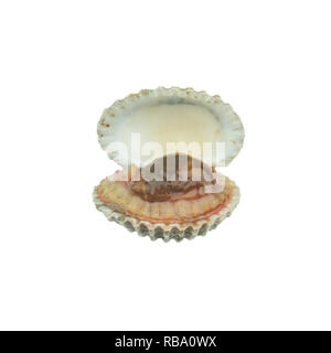 raw blood cockle isolated on white background Stock Photo