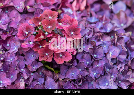 Hydrangea deep purple in full flower close up Stock Photo