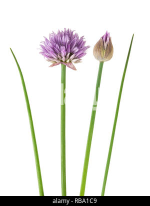 Chives  Flowers isolated on white background Stock Photo