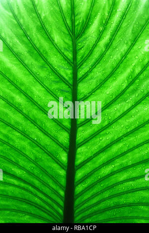Macro shot detail of green leaf. Natural green leaf texture background. Background for organic products. Stock Photo