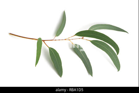 Eucalyptus branch   isolated on white background Stock Photo