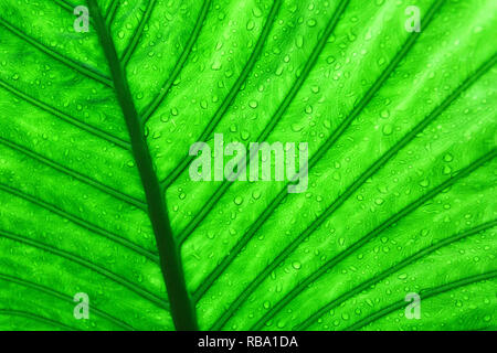 Macro shot detail of green leaf. Natural green leaf texture background. Background for organic products. Stock Photo