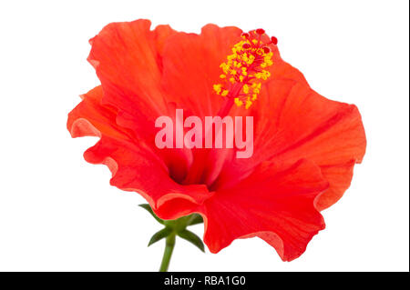 Red hibiscus flower isolated on white background Stock Photo