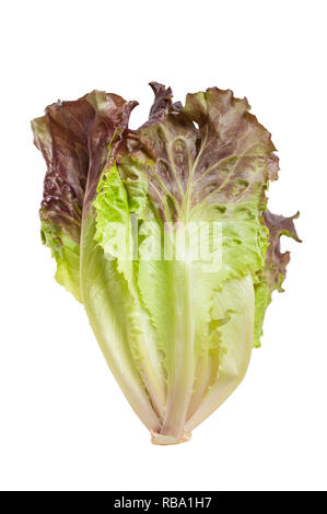 Lettuce   isolated on white background Stock Photo