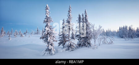Winter north forest and tundra panorama spruce hoarfrost  blue tone dawn