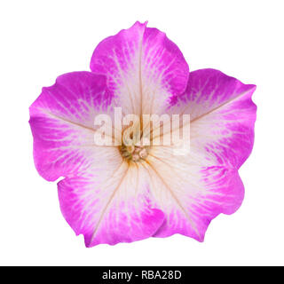surfinia flower head isolated on white background Stock Photo