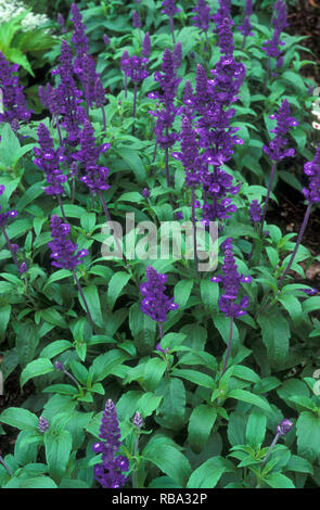 Salvia farinacea, the mealycup sage, or mealy sage, is a herbaceous perennial native to Mexico. Stock Photo