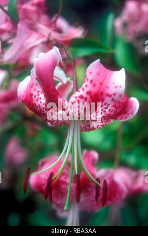 LILIUM SPECIOSUM (SOMETIMES CALL THE JAPANESE LILY) Stock Photo