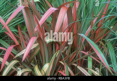 PHORMIUM TENAX 'MAORI SUNRISE'. ALSO KNOWN AS NEW ZEALAND FLAX, HEMP AND HARAKEKE. Stock Photo