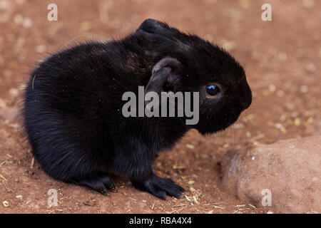 A nice photograph of a beautiful Netherland dwarf rabbit Stock Photo