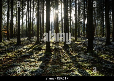 Coniferous forest with sun in winter , Waldbrunn, Baden-Württemberg, Germany Stock Photo