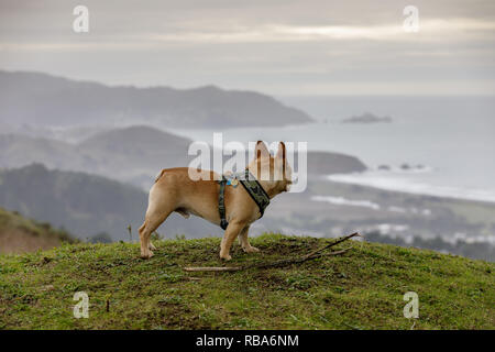 French Bulldog looking at coastal views. Stock Photo