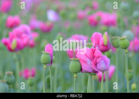 Opium poppy field at dawn, Germerode, Werra-Meissner district, Hesse, Germany Stock Photo