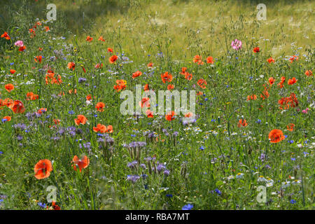 Blooming summer meadow with poppy, Germerode, Werra-Meissner district, Hesse, Germany Stock Photo