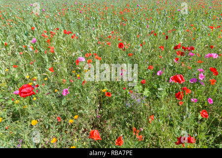 Blooming summer meadow with poppy, Germerode, Werra-Meissner district, Hesse, Germany Stock Photo