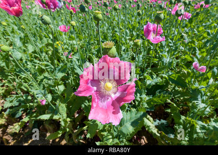 Opium poppy field, Germerode, Werra-Meissner district, Hesse, Germany Stock Photo