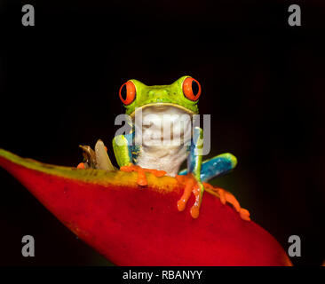Red-eyed tree frog (Agalychnis callidryas) sitting in a strelicia flower, Costa Rica