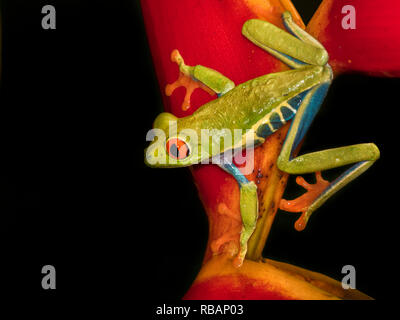 Red-eyed tree frog (Agalychnis callidryas) jumped in a strelicia flower, Alajuela, Costa Rica Stock Photo
