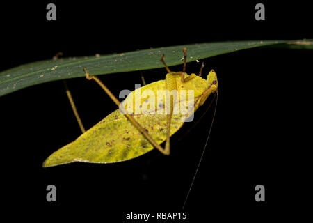 Dead leaf-mimic katydid (Orophus tesselatus) under leaf, Quepos, Costa Rica