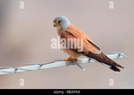 Lesser Kestrel (Falco naumanni), adult male perched on an antenna in Matera Stock Photo