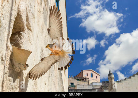 Lesser Kestrel (Falco naumanni), adult male arriving at nest in Matera Stock Photo