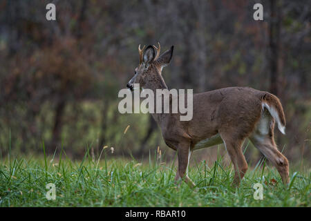 UNITED STATES - 11-12-2018: A white-tailed buck walks next too Quaker Lane during the height of the November 'rut' season.  (Photo By Douglas Graham/W Stock Photo