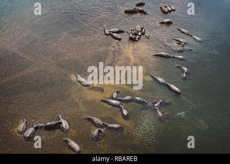 A herd of hippopotamuses in Kruger National Park. Stock Photo