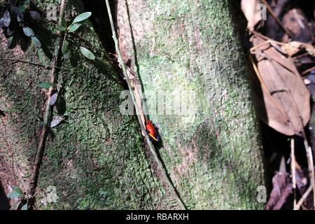 A tiny Strawberry Poison Dart Frog found in the jungles of Costa Rica on a wildlife tour Stock Photo