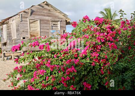 An old wooden weathered beach shack on a beach with wild pink bougainvillea Stock Photo