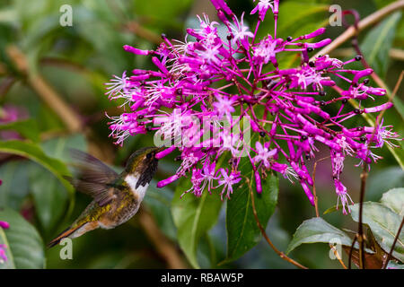 Volcano hummingbird, in Sevegre area of Costa Rica Stock Photo