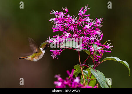 Volcano hummingbird, in Sevegre area of Costa Rica Stock Photo