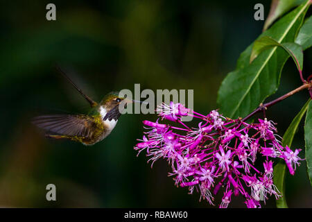 Volcano hummingbird, in Sevegre area of Costa Rica Stock Photo