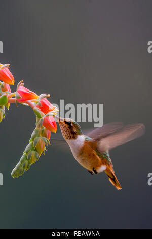 Volcano hummingbird, in Sevegre area of Costa Rica Stock Photo