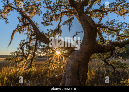 Live Oak Tree in backlighting with sun star and light coming through branches, Coastal Marsh, Vereen Gardens, Little River, South Carolina Stock Photo