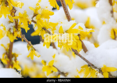 A branch of flowering forsythia, also known as easter tree, covered with a layer of fresh snow. Stock Photo