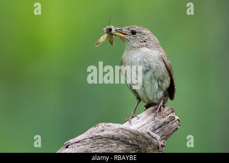 House wren with insect prey