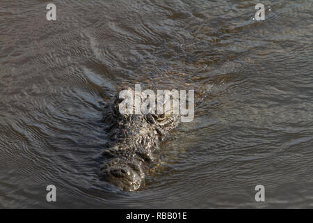Crocodile head emerges from a river, Kruger National Park, South Africa Stock Photo