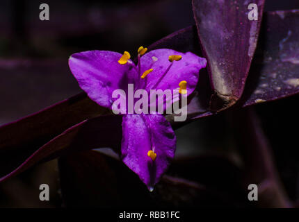 Purple Heart Blossom Stock Photo